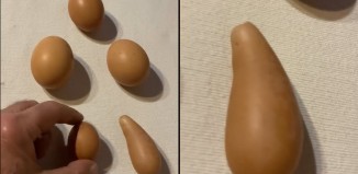 Παράξενο: Αυγό σε σχήμα καρότου σε κοτέτσι της Μυκόνου - Δείτε το video 