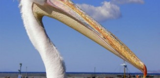Peter the Pelican
