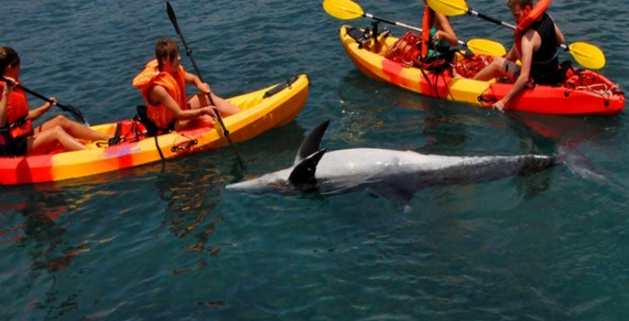 Ακόμα ένα σοκαριστικό περιστατικό εκβρασμού δελφινιού