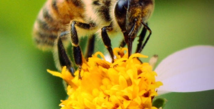 Κίνδυνος θάνατος τα φυτοφάρμακα για τις μέλισσες