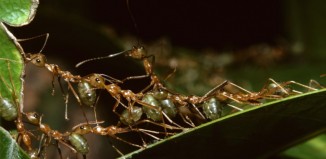 Μπορούν τα μυρμήγκια να σταματήσουν την κλιματική αλλαγή;
