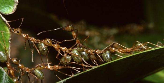 Μπορούν τα μυρμήγκια να σταματήσουν την κλιματική αλλαγή;