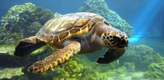 Οι θαλάσσιες χελώνες μπορεί σύντομα να μην περνούν χρόνο στην ξηρά