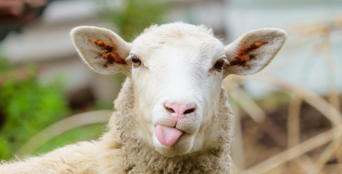 Πρόβατο με GPS οδήγησε στη σύλληψη ζωοκλεφτών στην Κρήτ