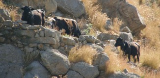 Επανεμφάνιση της νόσου των τρελών αγελάδων στην Ελλάδα - Οδηγίες πρόληψης
