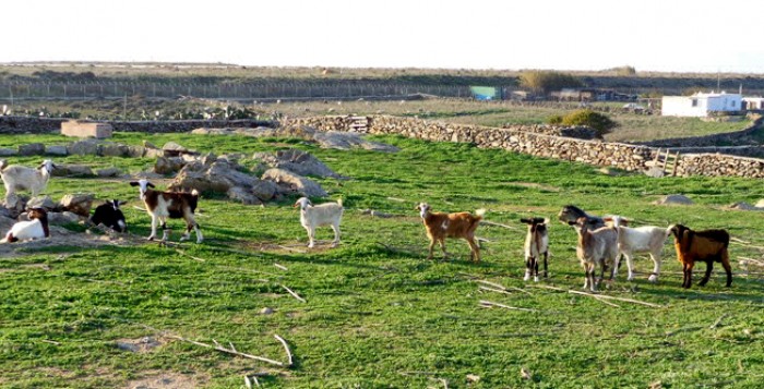 Μία κτηνοτροφική μονάδα και γεωργικές εγκαταστάσεις με σοβαρές ζημιές στην Ρόδο
