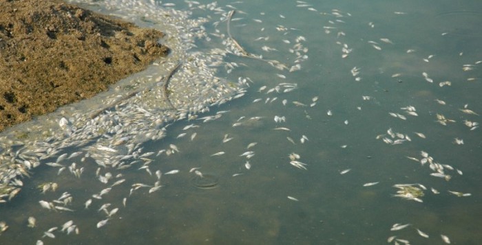Νεκρά ψάρια στο Θερμαϊκό Κόλπο