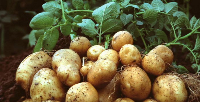 Στρεμματική επιχορήγηση σε καλλιεργητές εαρινής πατάτας