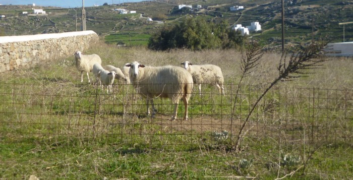 Ανακοίνωση του Δήμου Μυκόνου προς κτηνοτρόφους για την λειτουργία του σφαγείου ενόψει Πάσχα