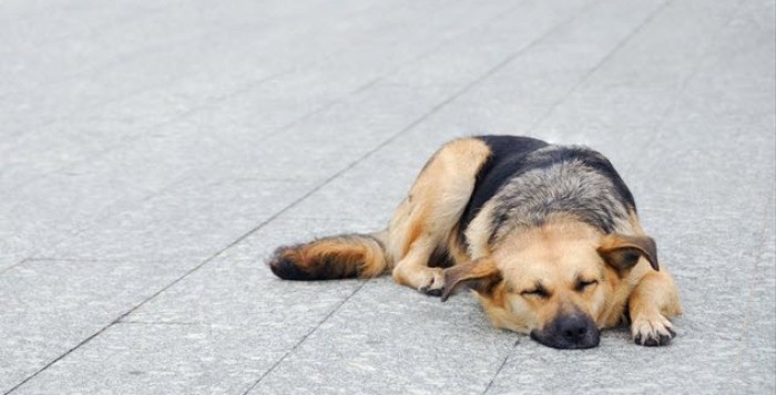 Με 74 ραπίσματα μαστιγίου απειλούνται οι ιδιοκτήτες σκύλων στο Ιράν