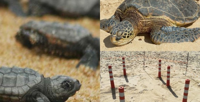 Βρέθηκε φωλιά χελώνας Caretta – caretta στην παραλία του Άη Γιάννη