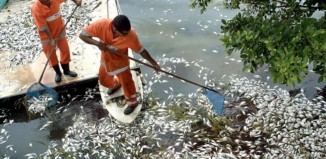 Μυστήριο με χιλιάδες νεκρά ψάρια στον Ολυμπιακό Όρμο του Ρίο ντε Τζανέιρο