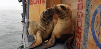 Εκατοντάδες νεκροί θαλάσσιοι λέοντες ξεβράστηκαν στο Περού