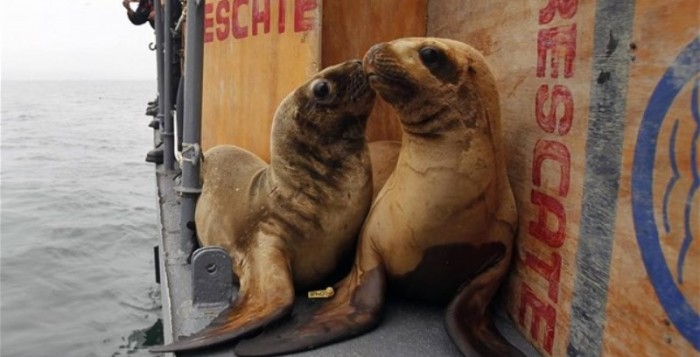 Εκατοντάδες νεκροί θαλάσσιοι λέοντες ξεβράστηκαν στο Περού