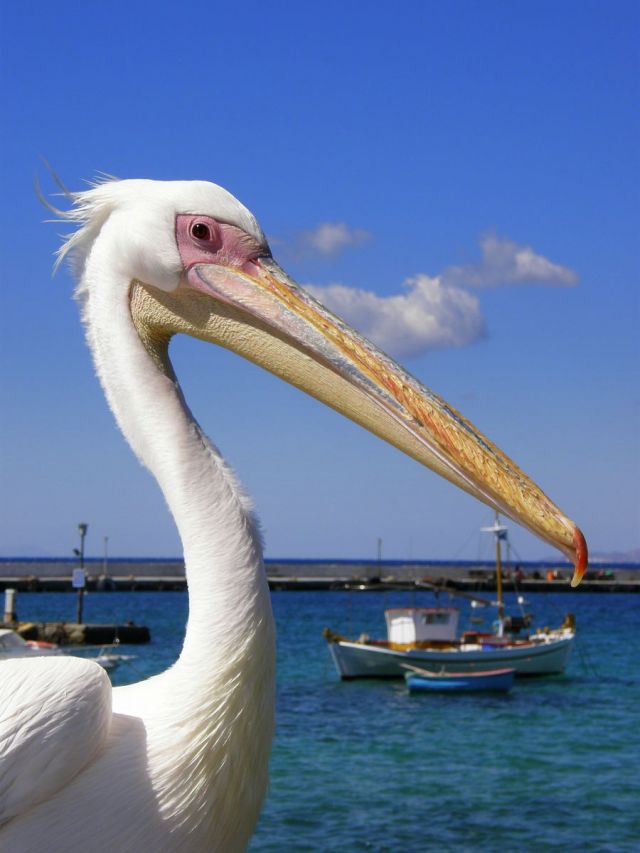 Peter the Pelican