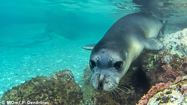 Γυάρος: Το πρώτο θαλάσσιο καταφύγιο άγριας ζωής