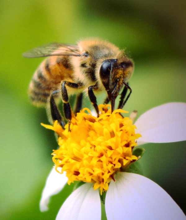 Κίνδυνος θάνατος τα φυτοφάρμακα για τις μέλισσες