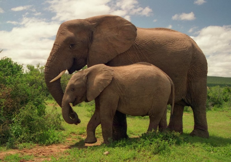 Ταϊλάνδη: Ελέφαντες προκαλούν χάος σε εθνικό πάρκο