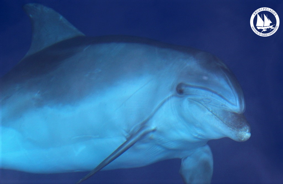 Σε συνέχεια της ανησυχητικής αύξησης των εκβρασμών δελφινιών στο Αιγαίο