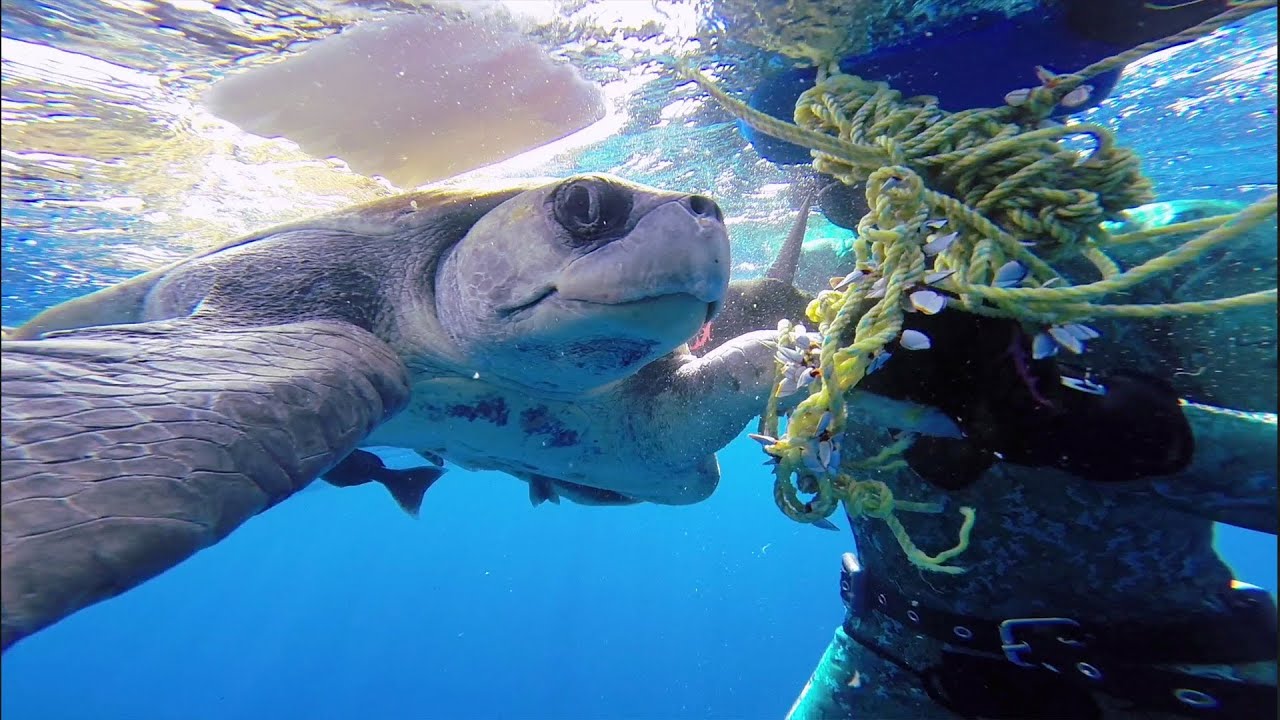Δύτης σώζει θαλάσσια χελώνα κι αυτή τον ευχαριστεί… (βίντεο)